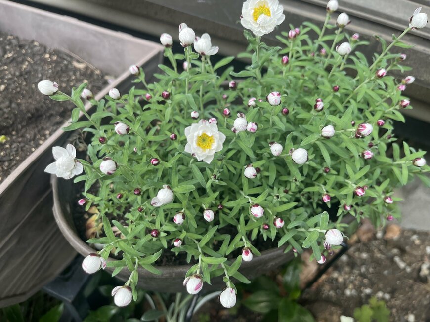 LIMOガーデニング部撮影