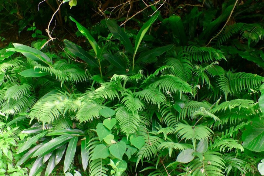 Musashi2001/shutterstock.com