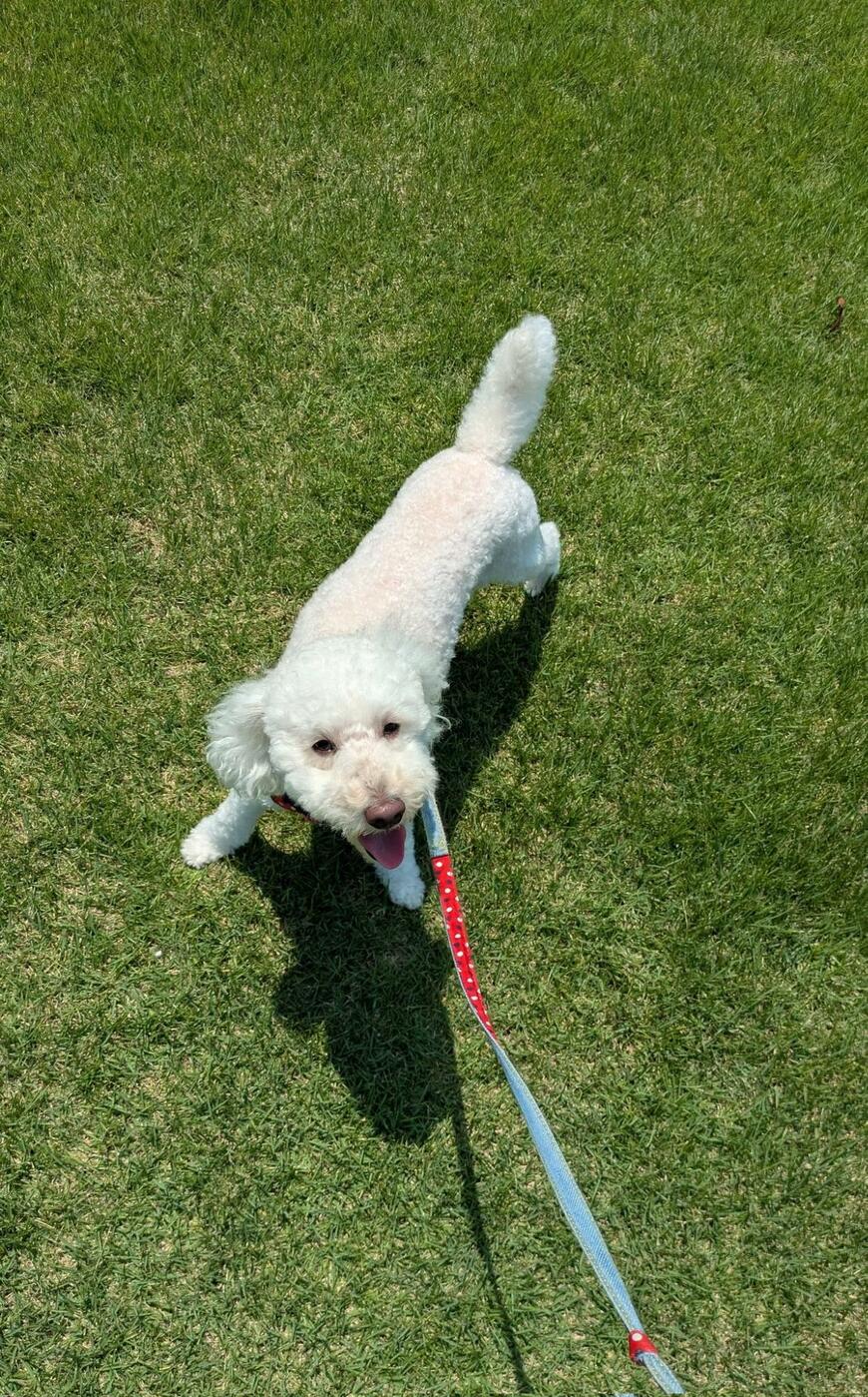 出所：@inukawatama