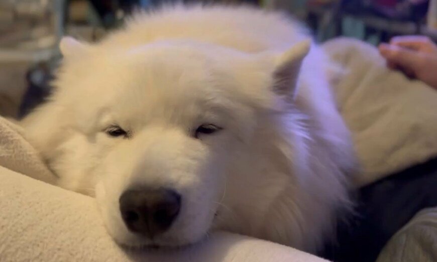 出所：@samoedsoran