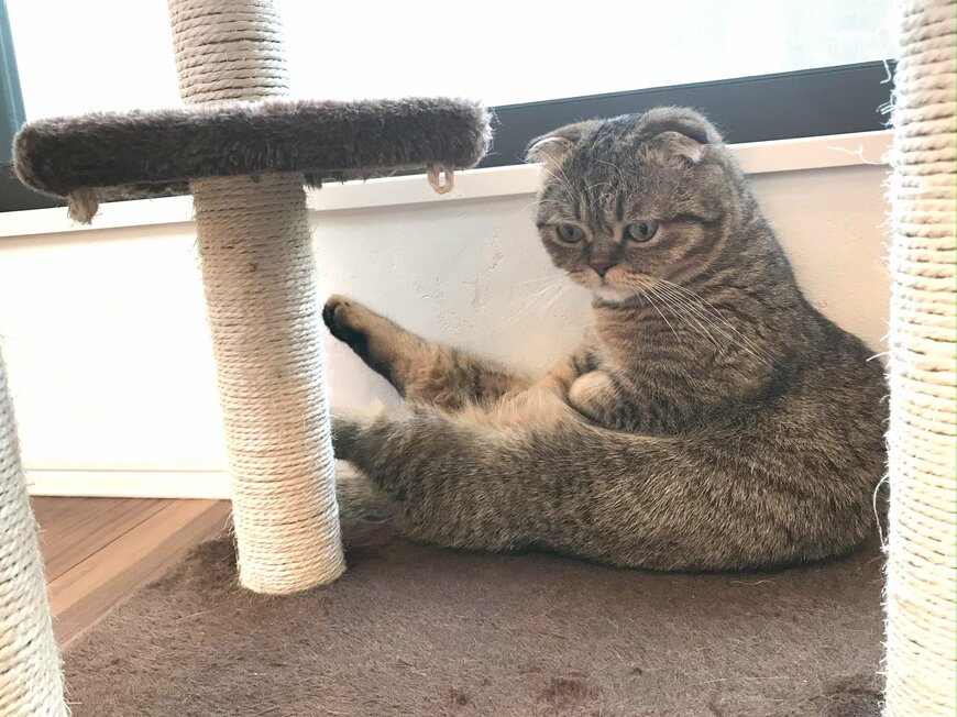 出所：@ponpokopontanu