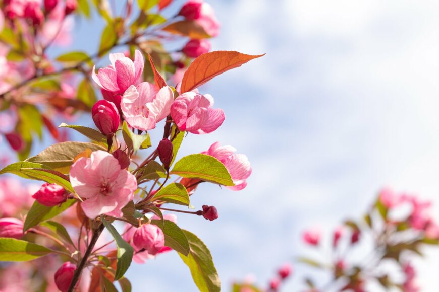 LariBat/shutterstock.com