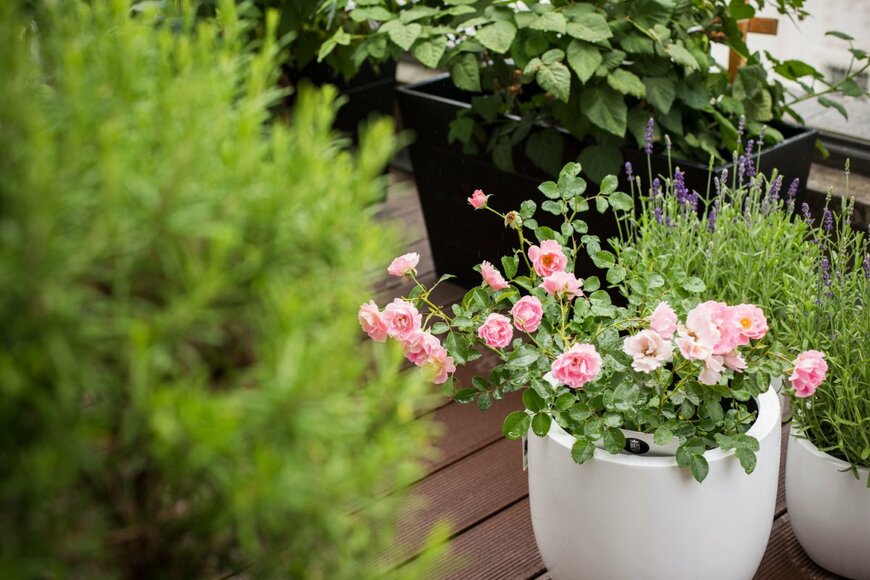 Ania K/shutterstock.com