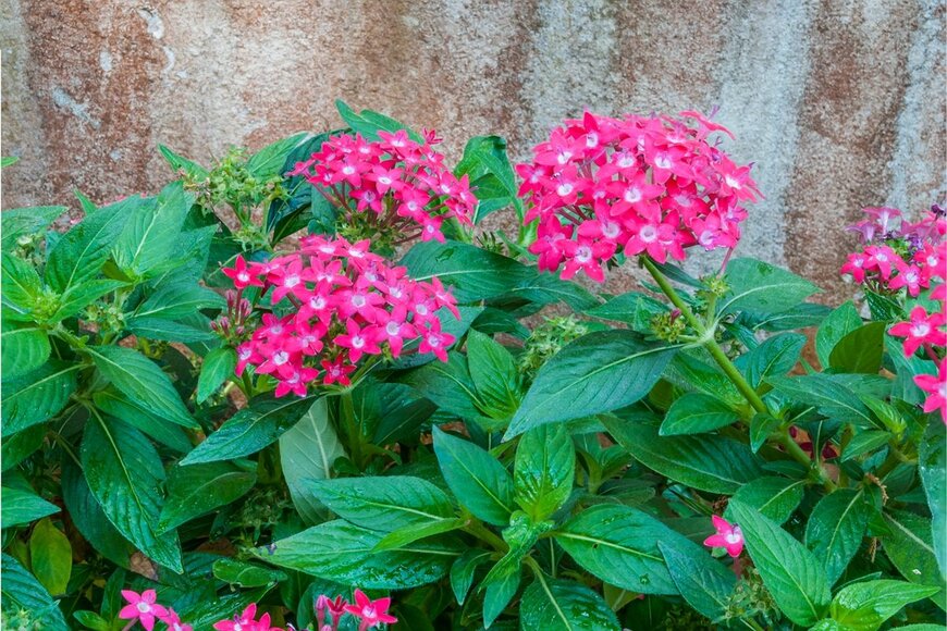 Tamonwan_Newnew/shutterstock.com