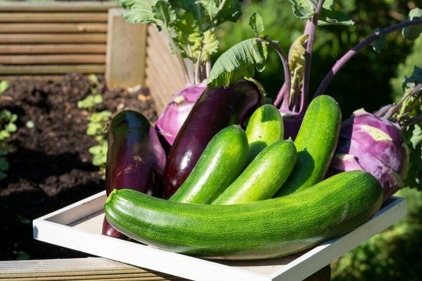 【ガーデニング】GWは「種まき」を楽しもう！家庭菜園で育てるオススメ野菜＆ハーブ8選