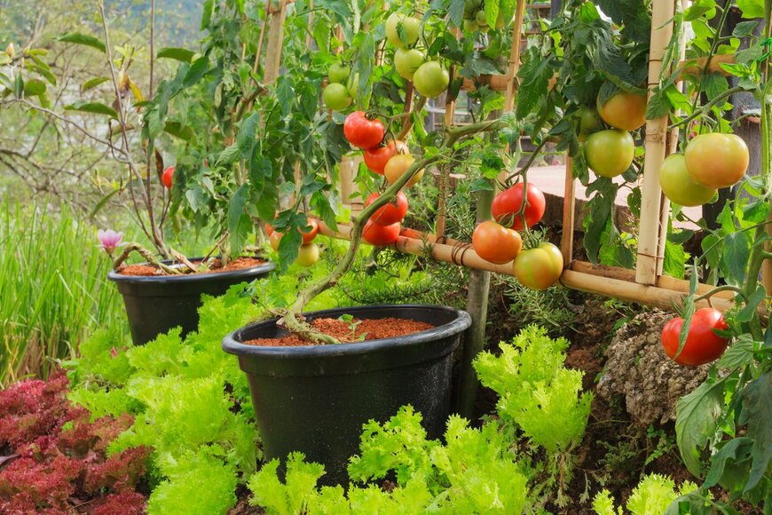 家庭菜園をオシャレに楽しむ！初心者も育てやすい野菜＆ハーブ7選、寄せ植えもオススメ