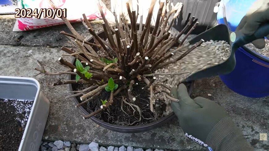 アジサイの植え替え