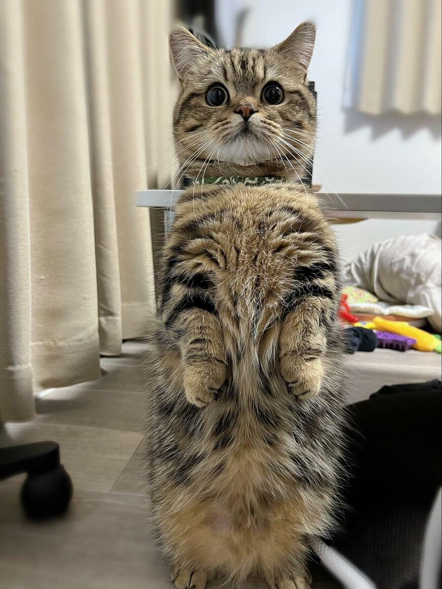 立ち上がる猫