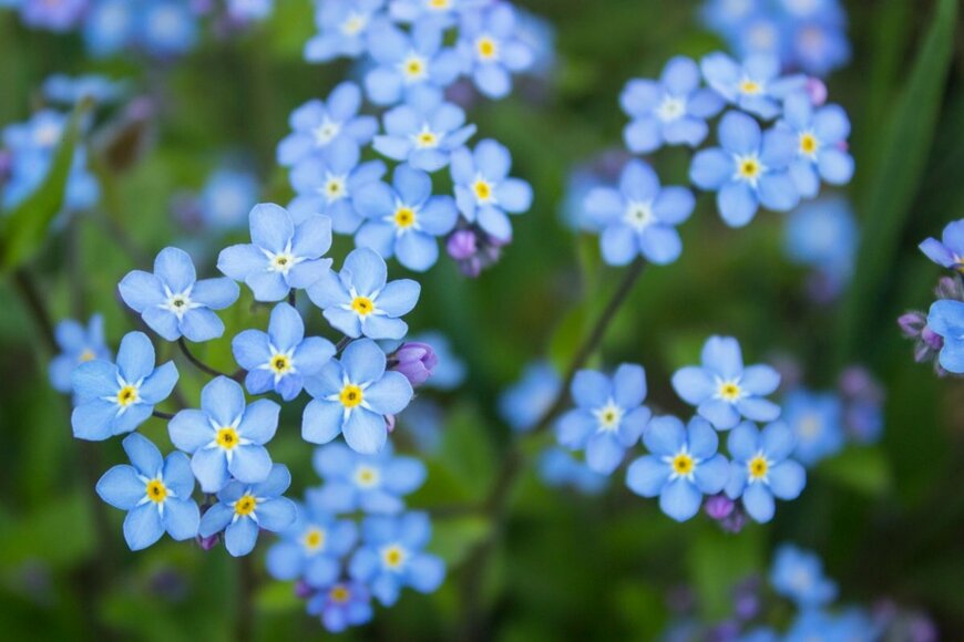 ワスレナグサの花。色はブルーで小さい花。