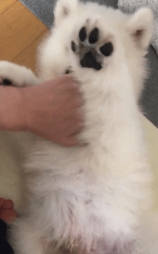 全力で飼い主に甘えるサモエドの子犬
