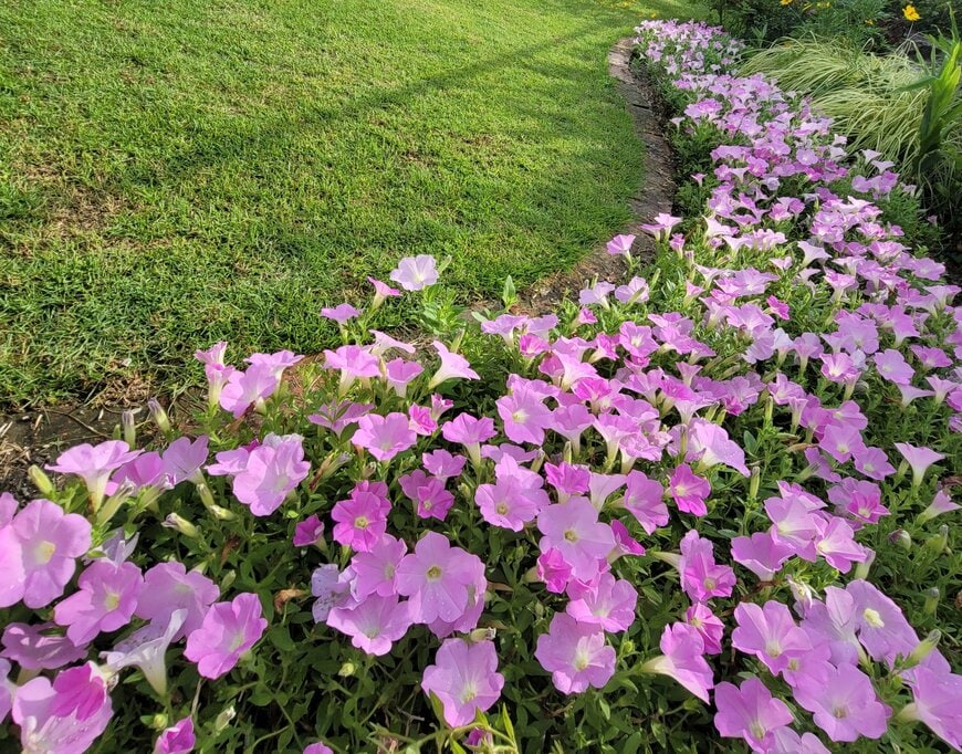 ペチュニア「さくらさくら」の花壇