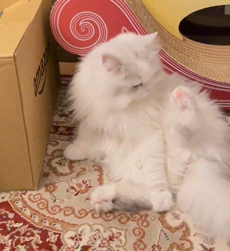 毛づくろいする猫