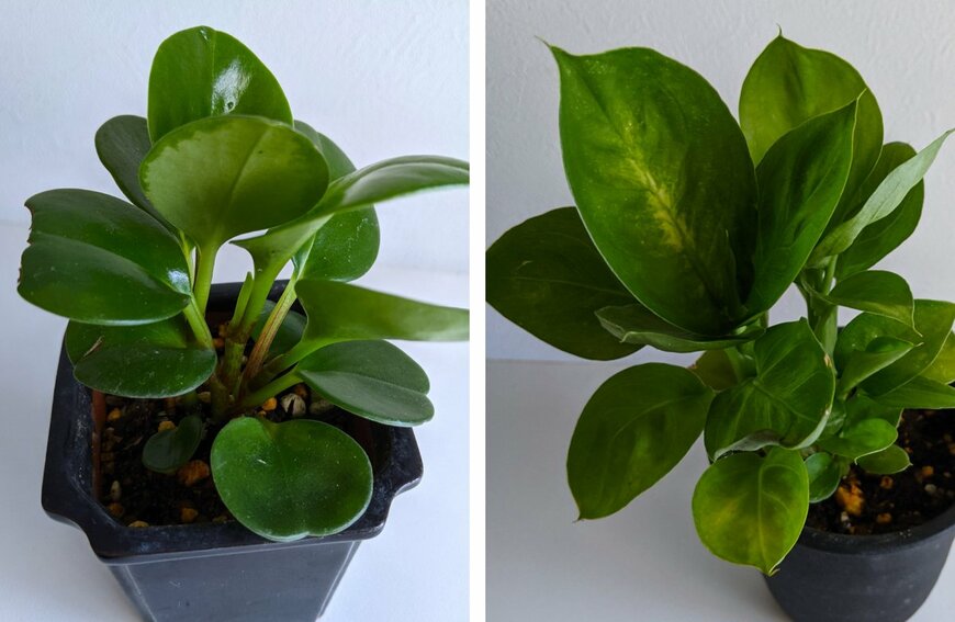 ダイソーで購入した観葉植物