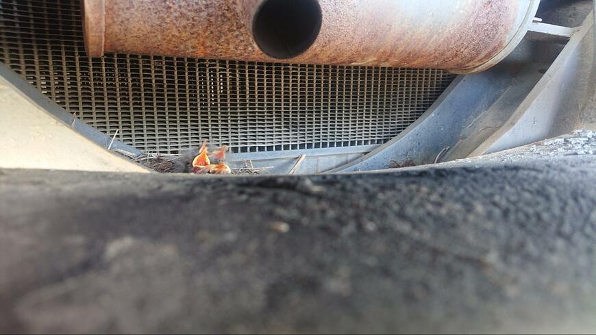 発見された雛鳥