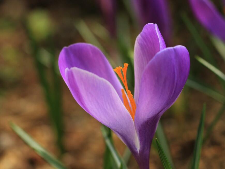 紫色のクロッカスの花