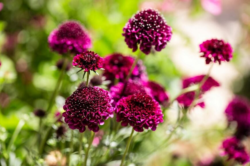 赤紫のスカビオサの花々