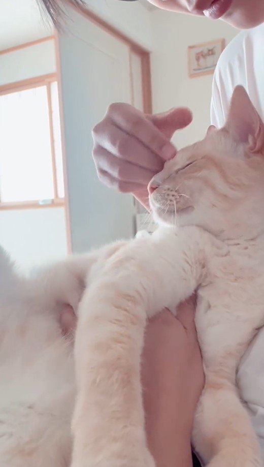 お兄ちゃんと猫