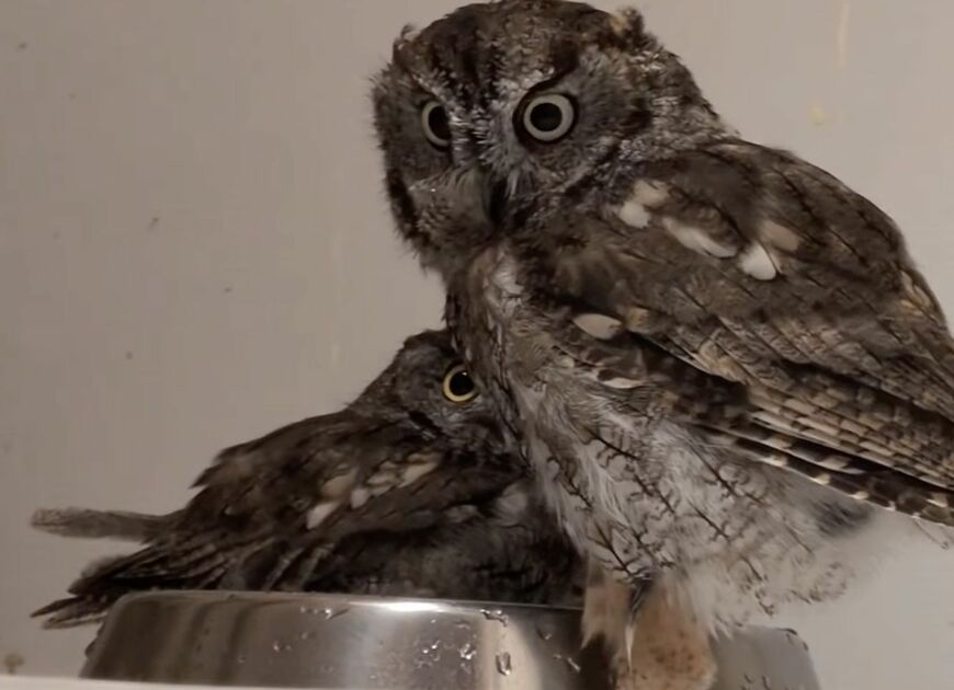 投稿動画のワンシーン