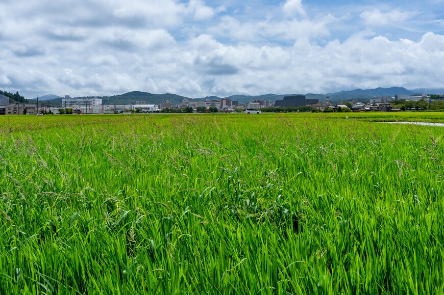 田んぼのイメージ