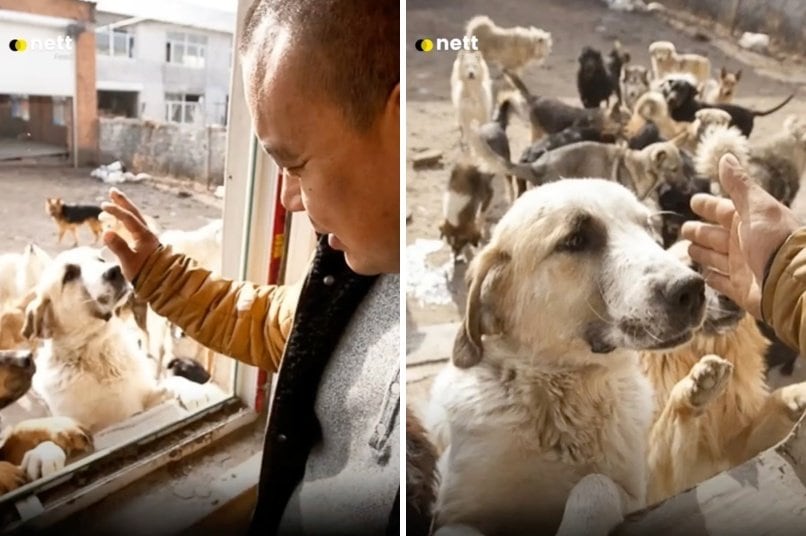 出所：<u><a href="https://www.tiktok.com/@jambidoglover/video/7652196786878024968" target="_blank">@jambidoglover</a></u>
