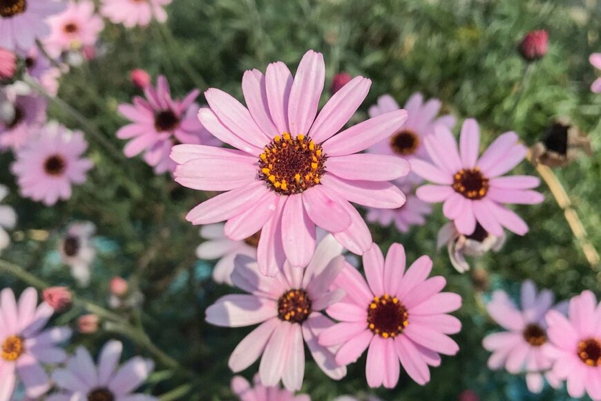 薄いピンクのローダンセマムの花が咲いている。