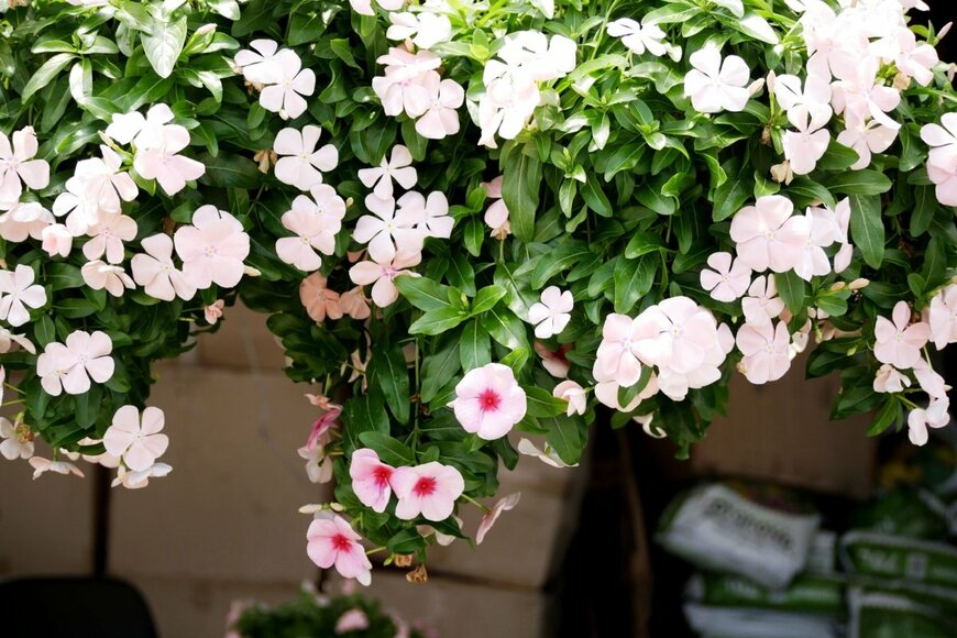 ニチニチソウの花。色は薄いピンク