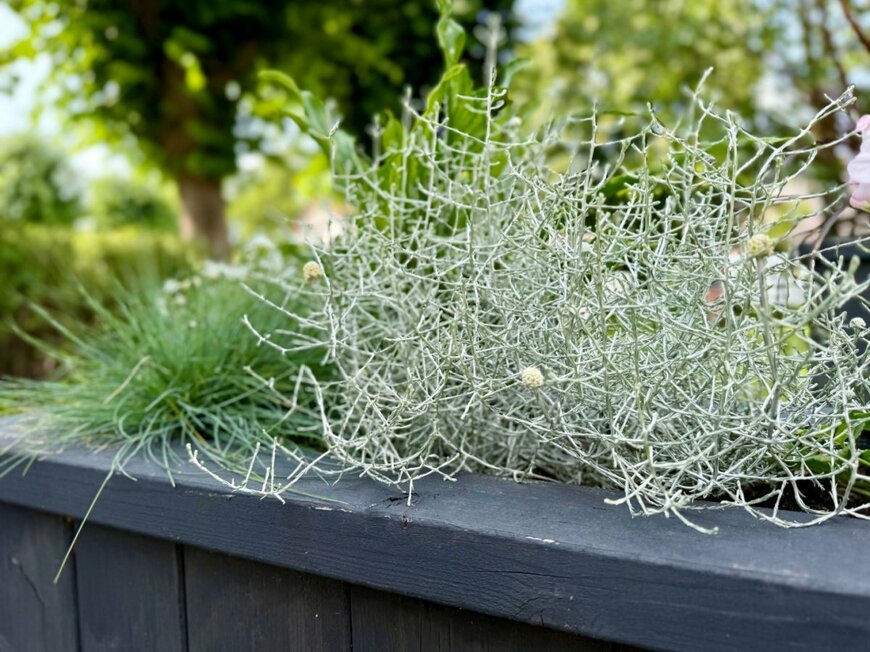 シャープな緑葉と細いシルバーリーフの寄せ植え