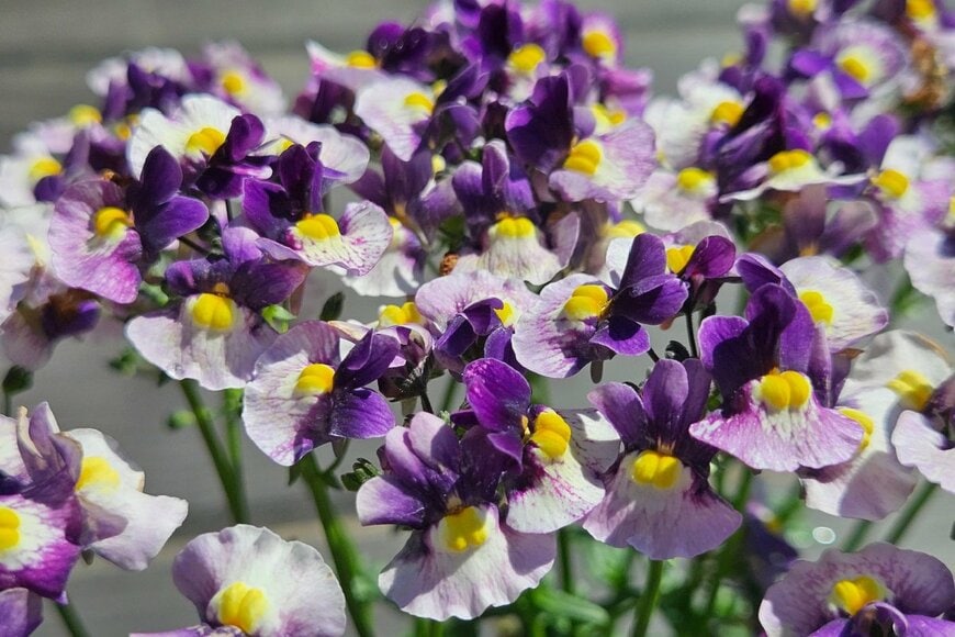 紫色の花を咲かせている、ネメシア