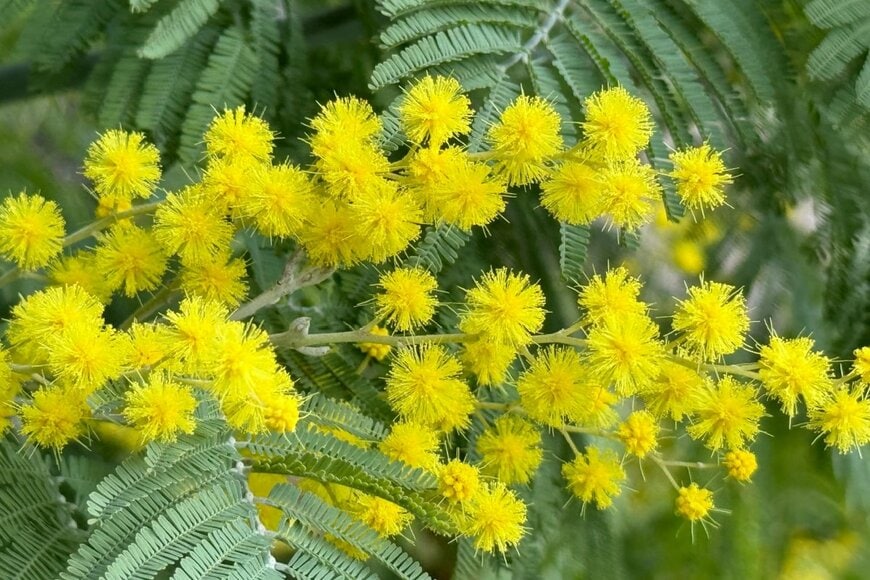 黄色いミモザの花