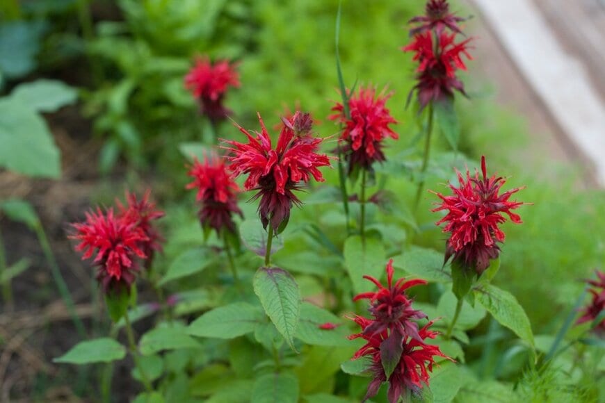 赤い花を咲かせている、モナルダ