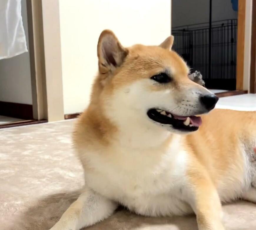 飼い主を見る犬