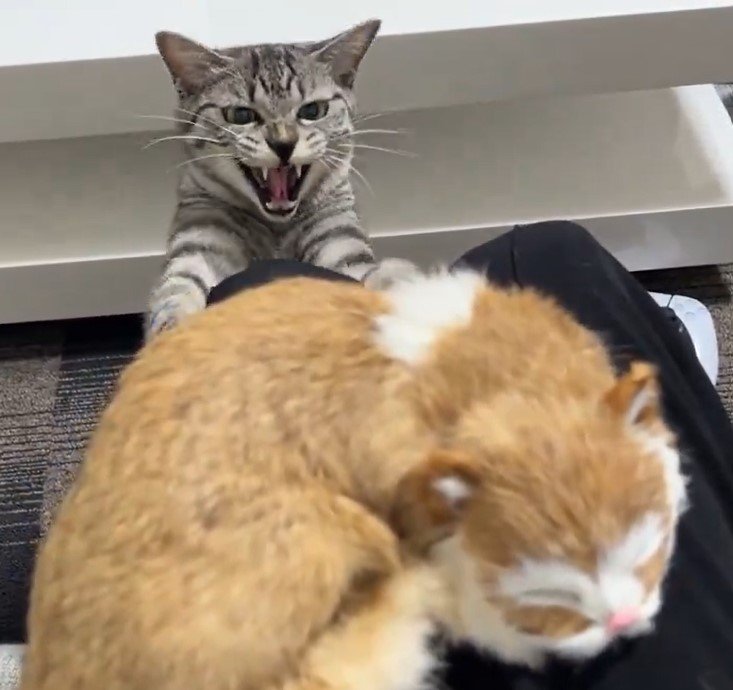 ぬいぐるみと猫