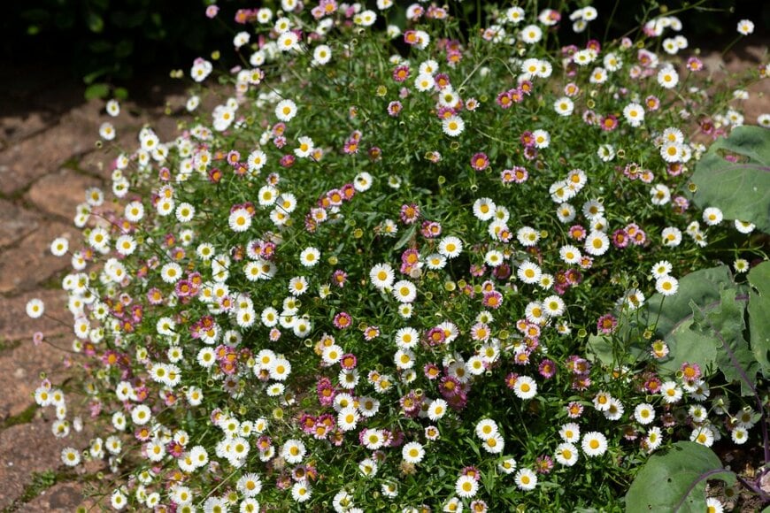 白やピンクの花を咲かせている、エリゲロン