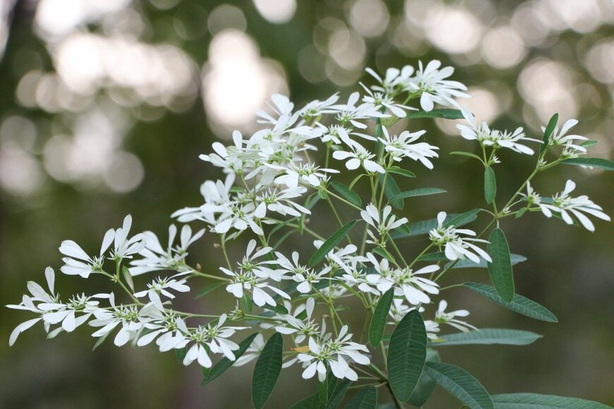 白いユーフォルビア・ダイヤモンドフロストの花