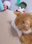 【猫も塾通い？】講師になった2歳児と生徒になった猫　面白すぎる光景に思わず笑ってしまう