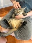 【娘の猫吸い】妻のマッサージを受ける猫の表情とは違ったギャップが可愛い