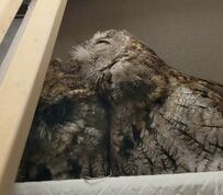 【ご機嫌取りのフクロウ】同居フクロウを羽繕いする風景にホッコリ…かと思いきや？