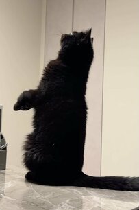 ミーアキャット化した猫ちゃんが話題！必死に背伸びするも…最後の反応が愛おしすぎる　