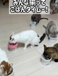  元保護猫の5匹がごはんタイムに大集合！個性豊かな食事風景に「パラダイスやん」