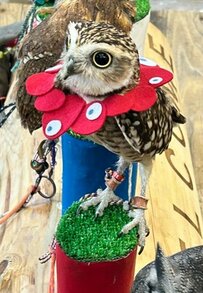 【イベントを楽しむフクロウ】万博キャラが似合いすぎて思わず二度見！