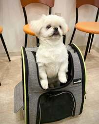 初めて動物病院に来たワンコがとった「まさかの行動」がジワジワくる