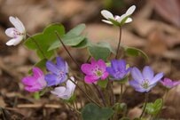 【春待ちガーデニング】日陰でも育てやすくてキュートな植物＜冬ガーデンの主役候補＞5選