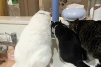 「元保護猫」3匹がご飯を食べている姿→仲睦まじい姿かと思いきや「予期せぬ行動」に笑いが止まらない