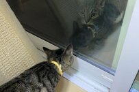 「幽体離脱！？」家猫と外猫、奇跡のシンクロが生み出した光景が話題！21万いいねの反響