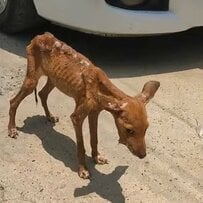  顎に重傷を負った保護犬。極度の衰弱状態から回復し、幸せをつかむ姿に感動が広がる