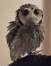 【湯上りみたいなフクロウ】いつもと違うレアなフクロウさんの姿が見られて、思わずラッキー！