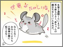 家で生まれたチンチラベビー。「やっぱり親子」と思うのは...【チンチライフ69話】