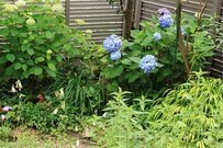 【半日陰の庭に植えてよかった】10年以上植えっぱなし！毎年美しい花が咲く「多年草・低木」6選