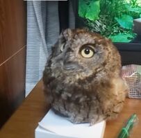 【甘えん坊なフクロウ】「ぽーぽー」と鳴く声が可愛すぎる！優しい撫で撫でにご満悦