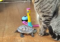 【大好きな猫をスンスン】亀が見せた一途な愛情表現に「可愛すぎます」「愛情表現できる子なんですね」